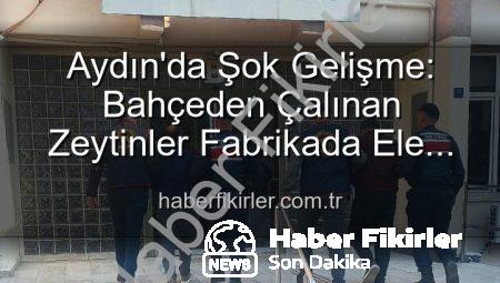 Aydın’da Şok Gelişme: Bahçeden Çalınan Zeytinler Fabrikada Ele Geçti, 2 Şüpheli Yakalandı