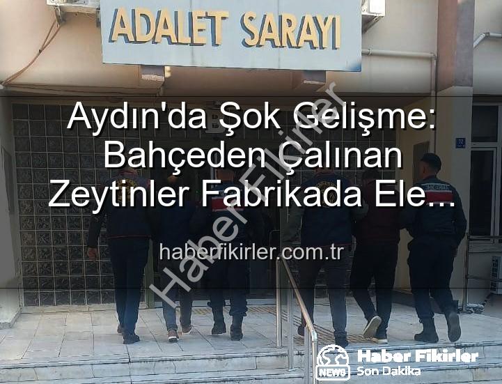 zeytin hırsızlığı - Aydın'da Şok Gelişme: Bahçeden Çalınan Zeytinler Fabrikada Ele Geçti, 2 Şüpheli Yakalandı