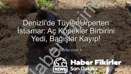 Denizli’de Tüyler Ürperten İstismar: Aç Köpekler Birbirini Yedi, Bağışlar Kayıp!