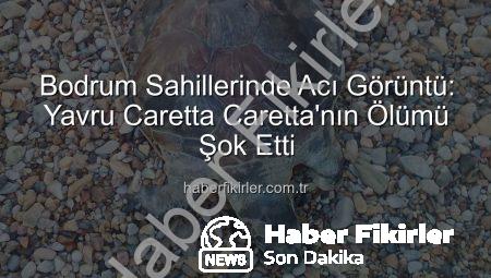 Bodrum Sahillerinde Acı Görüntü: Yavru Caretta Caretta’nın Ölümü Şok Etti