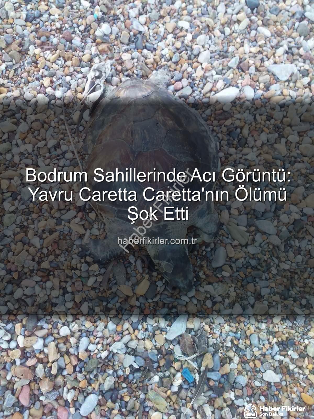 yavru caretta caretta - Bodrum Sahillerinde Acı Görüntü: Yavru Caretta Caretta'nın Ölümü Şok Etti