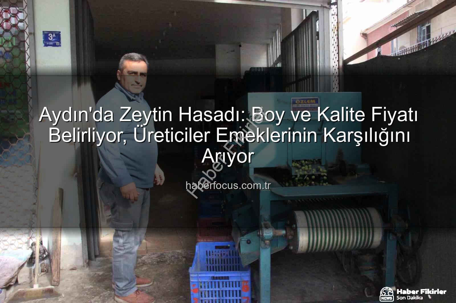 zeytin hasadı - Aydın'da Zeytin Hasadı: Boy ve Kalite Fiyatı Belirliyor, Üretici Emeklerinin Karşılığını Arıyor