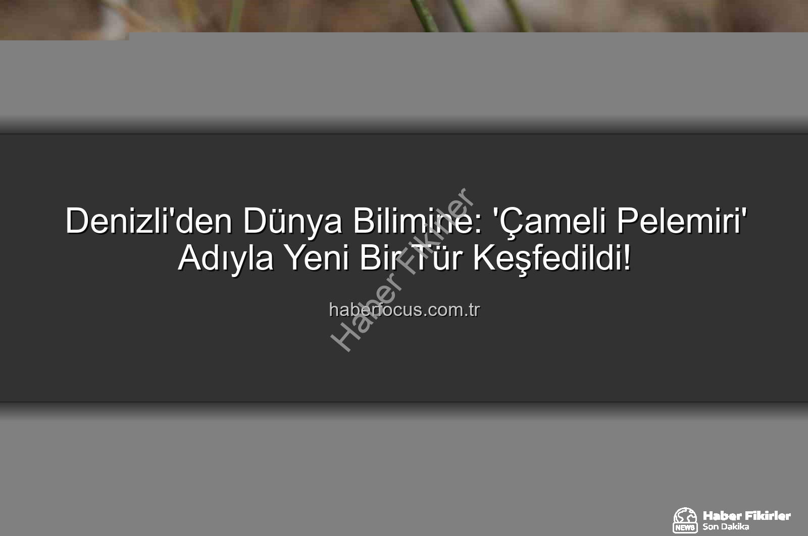Çameli pelemiri - Bilim Dünyasına Yeni Bir Katkı: Çameli'nin Gizemli Bitkisi 'Çameli Pelemiri' Keşfedildi