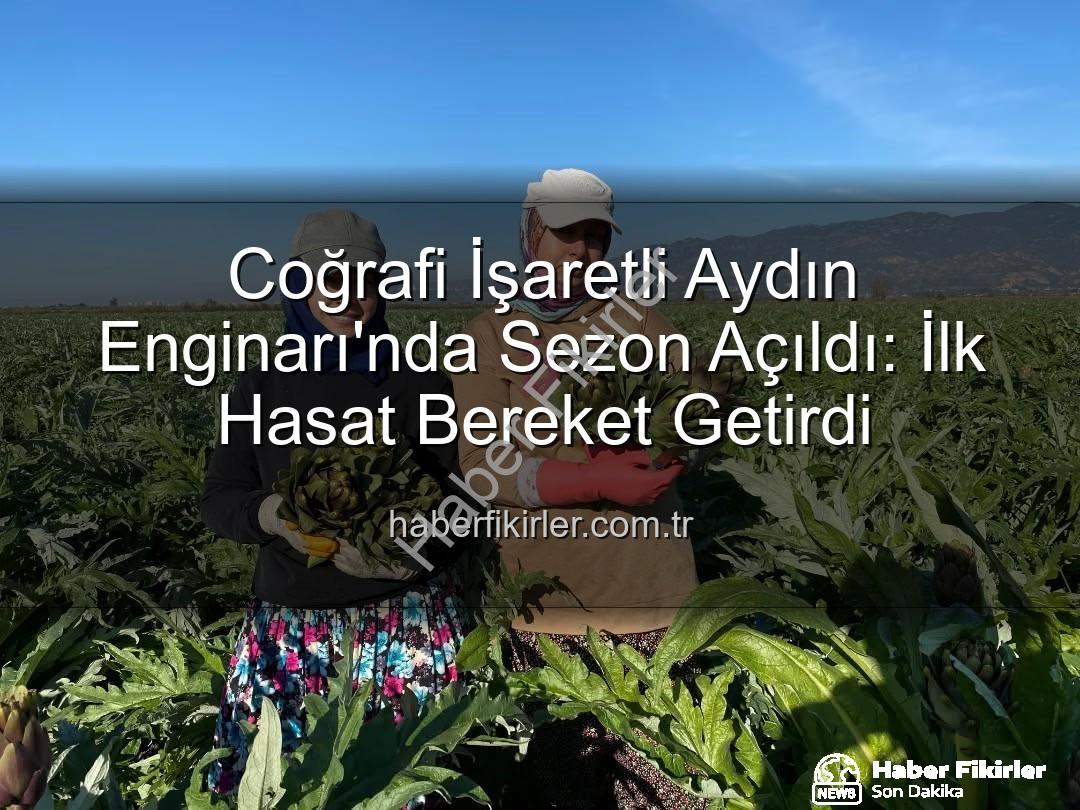 Aydın Enginarı - Coğrafi İşaretli Aydın Enginarı'nda Sezon Açıldı: İlk Hasat Bereket Getirdi