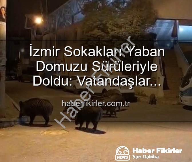 yaban domuzu - İzmir Sokakları Yaban Domuzu Sürüleriyle Doldu: Vatandaşlar Tedirgin, Yetkililere Çağrı Var